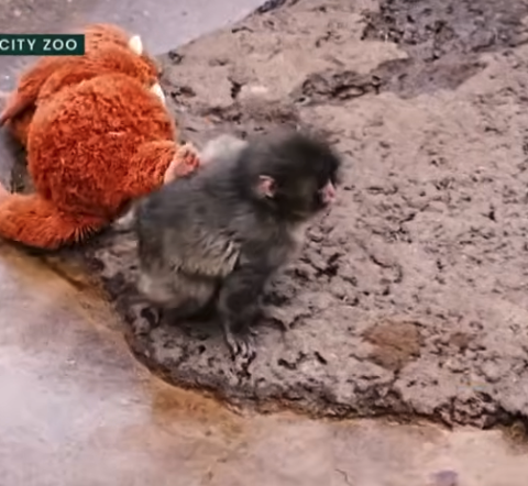 Punch the monkey